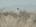 Walking : Landscape