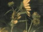 Plant Life : Sunflowers