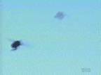 Bees : In Flight
