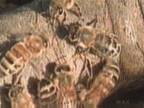Bees : Handled