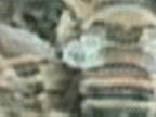 Bees : Bodily Swarming