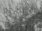 Plant Life : Past Growth
