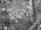 Plant Life : Past Growth