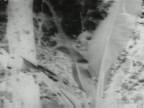 Plant Life : Undergrowth