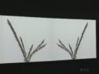 Plant Life : Corn Stalks