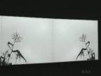 Plant Life : Corn Stalks