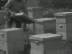 Bees : Old Hives