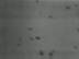 Fragments d'�toiles : Nuit Cotonneuse